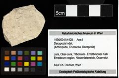 Foto (Objekt + Etiketten) von Decapoda indet. 